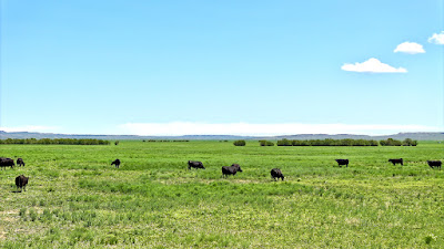 Oasis Farms photo 5