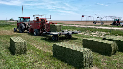 Oasis Farms photo 33