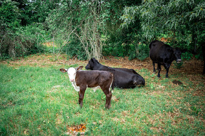 Whistle Stop Ranch photo 84