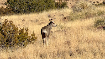 Cinco Valles Ranch photo 12