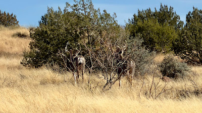 Cinco Valles Ranch photo 27