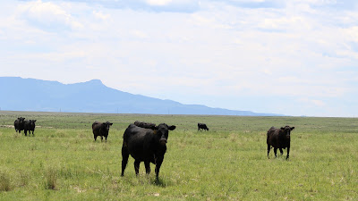 Oasis Farms photo 7