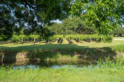 Christoval Winery & Vineyard photo 9