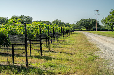 Christoval Winery & Vineyard photo 20