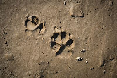 Dos Lobo Ranch photo 20