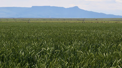 Oasis Farms photo 30