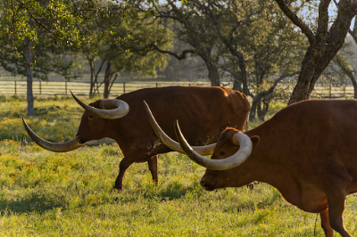 Martin Ranch photo 32