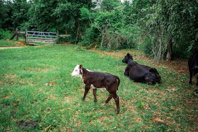 Whistle Stop Ranch photo 83