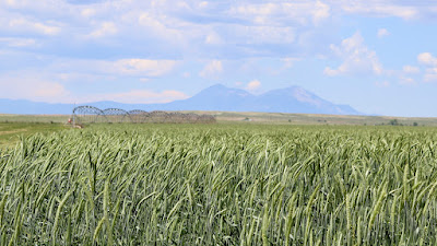 Oasis Farms photo 91