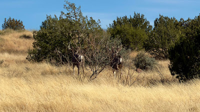 Scenic Ridge Ranch photo 11