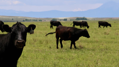 Oasis Farms photo 8