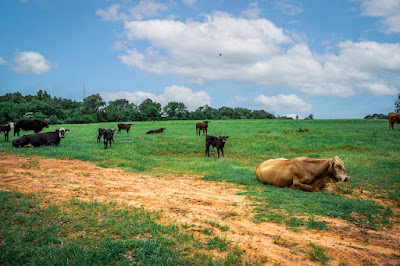 Whistle Stop Ranch photo 102