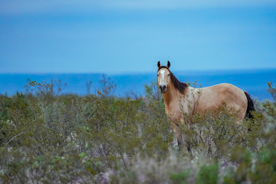 Dos Lobo Ranch