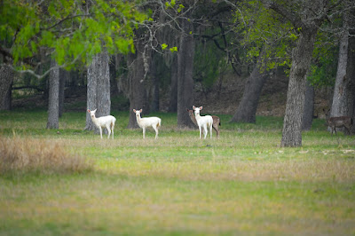 Bella Vista Ranch photo 22