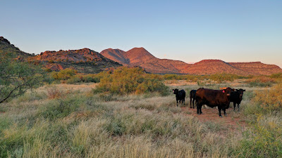 Lizard Mountain Ranch photo 1