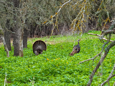 Heritage Springs Ranch photo 22