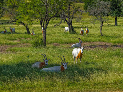 Bella Vista Ranch photo 15