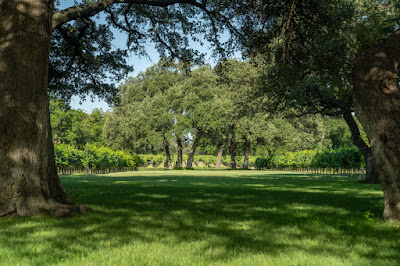 Christoval Winery & Vineyard photo 14