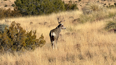 Scenic Ridge Ranch photo 21