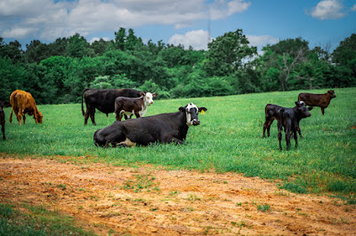 Whistle Stop Ranch photo 106