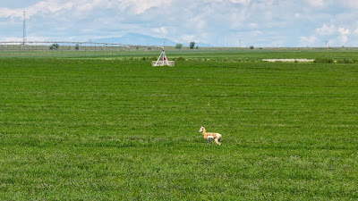 Oasis Farms photo 86