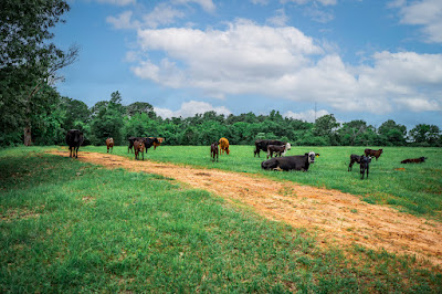 Whistle Stop Ranch photo 103