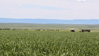 Oasis Farms photo 4
