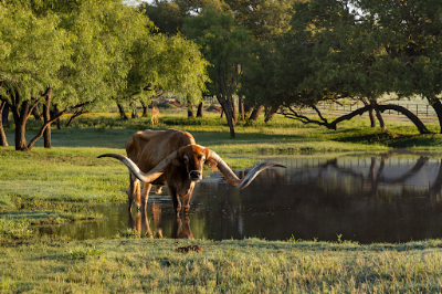 Martin Ranch photo 34