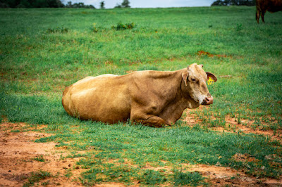 Whistle Stop Ranch photo 104