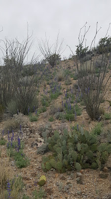 Terlingua Ranch track 38 gate 2 photo 5
