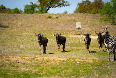 Bella Vista Ranch photo 14
