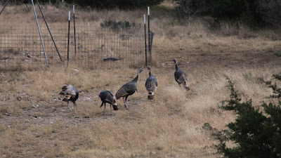 Lonesome Draw Ranch North photo 18