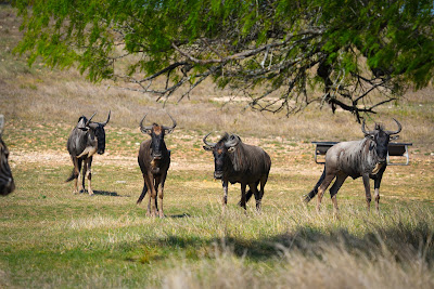 Bella Vista Ranch photo 19
