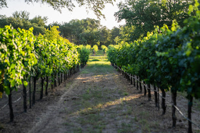 Christoval Winery & Vineyard photo 38
