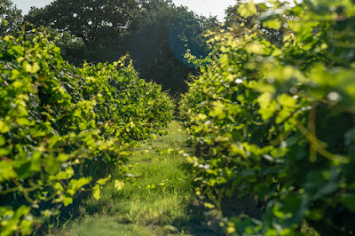 Christoval Winery & Vineyard photo 7