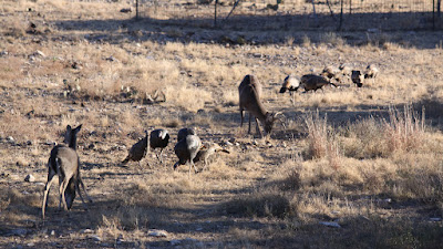 Lonesome Draw Ranch North photo 36
