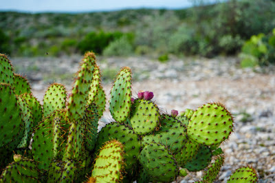 Dos Lobo Ranch photo 11