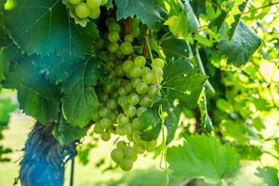 Christoval Winery & Vineyard photo 8