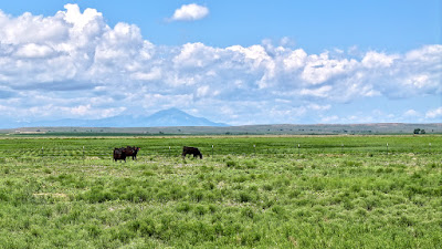 Oasis Farms photo 3