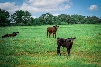 Whistle Stop Ranch photo 105
