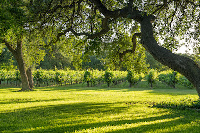 Christoval Winery & Vineyard photo 36